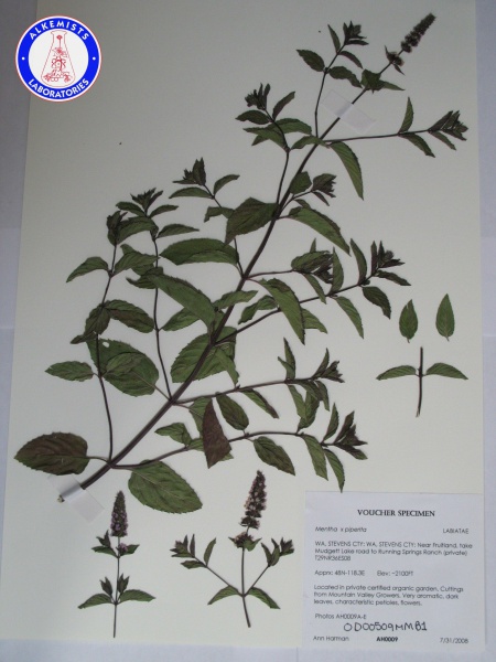 File:Mentha x piperita OD00509MMB1 A0199.jpg