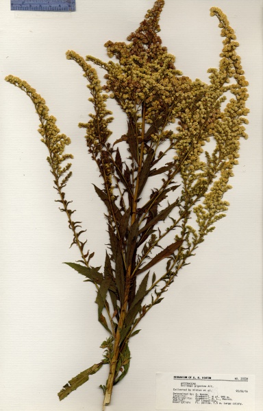 File:Solidago gigantea Tropicos 100014590.jpg