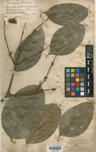 File:Garcinia hanburyi Kew imageBarcode=K000677699 294998.jpg