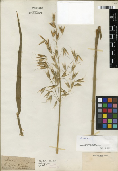 File:Avena sativa Tropicos 100251984.jpg