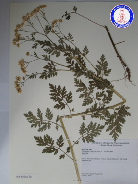 File:Tanacetum parthenium MA31406JD A0606.jpg