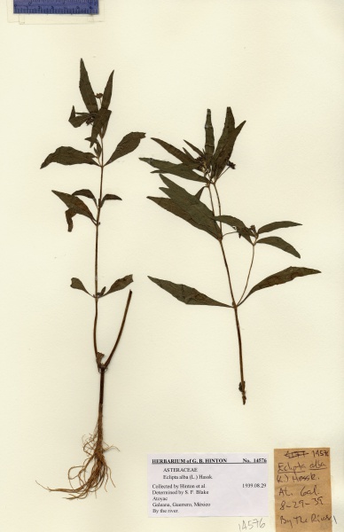 File:Eclipta prostrata Tropicos 100011452.jpg