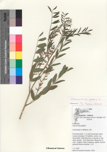 File:Glycyrrhiza glabra - Botanical Liasons.png