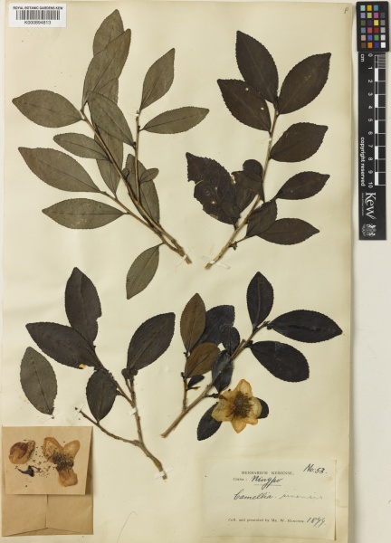 File:Camellia sinensis Kew imageBarcode=K000894813 523029.jpg