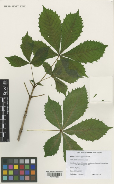 File:Aesculus hippocastanum Kew imageBarcode=K000914265 517072.jpg