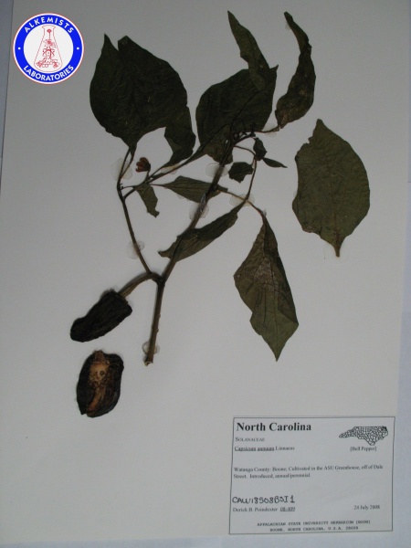 File:Capsicum annuum CAW18508BSI1 A0060.jpg