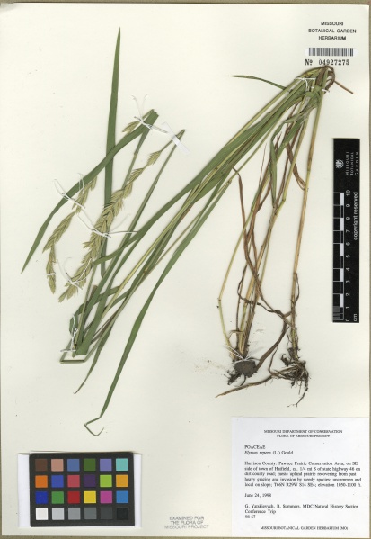 File:Elymus repens Tropicos 100010959.jpg