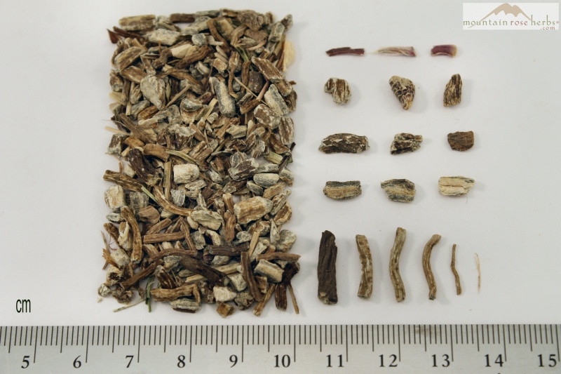 File:Echinacea Angustifolia Root.jpg